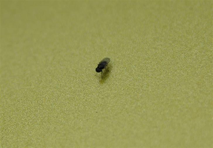 Suzuki Gsx600/750F - Et lille forsøg for at vise spilet i lakken.. billede 13