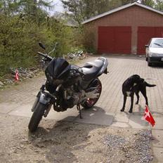 Honda CB 600 Hornet 