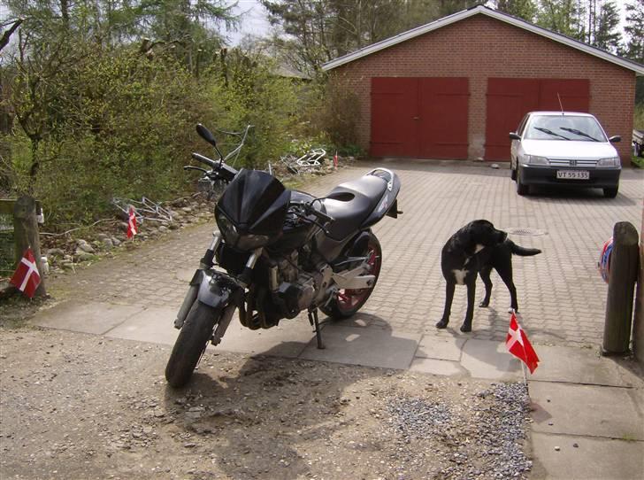 Honda CB 600 Hornet  billede 2