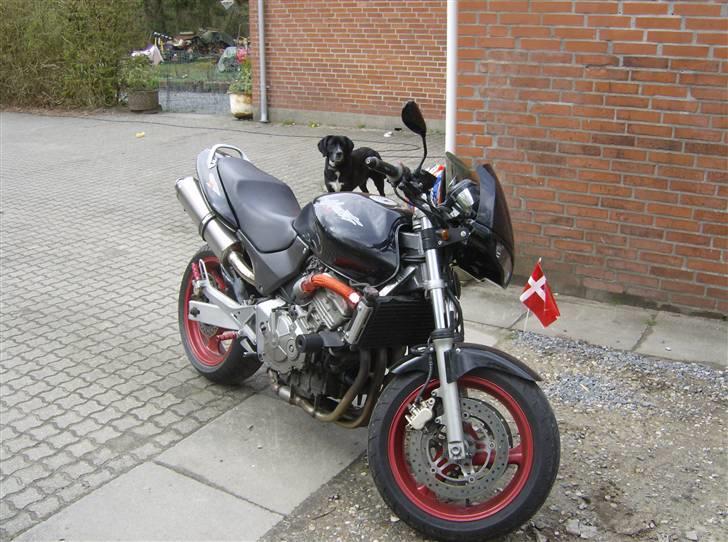 Honda CB 600 Hornet  billede 3