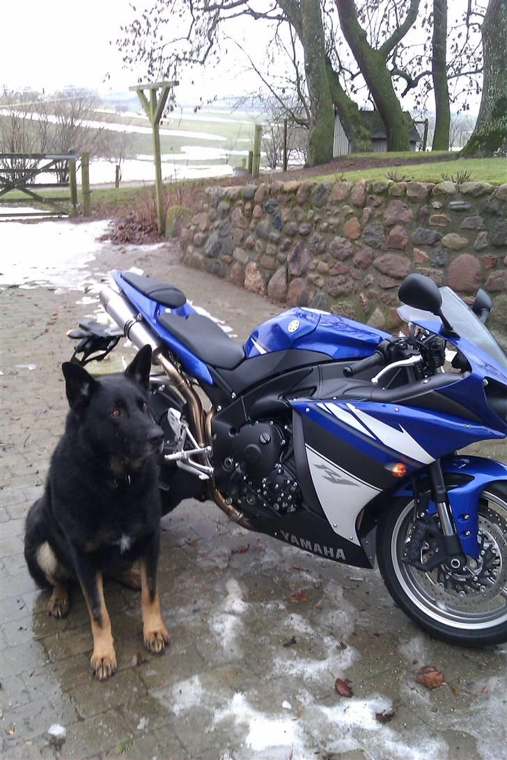 Yamaha YZF R1 billede 12