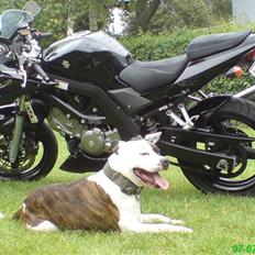 Suzuki SV650S K5 (SOLGT)