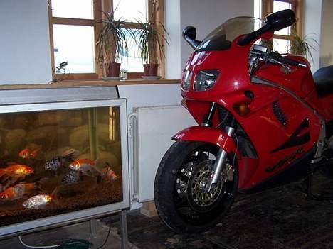 Honda VFR 750 - Så kom hun ind men hun er ikke alene her i vinter ;-) billede 12