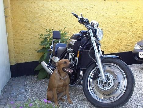 Yamaha Vmax. [power-cruiser] - Gæt hvem der passer på her.... billede 18