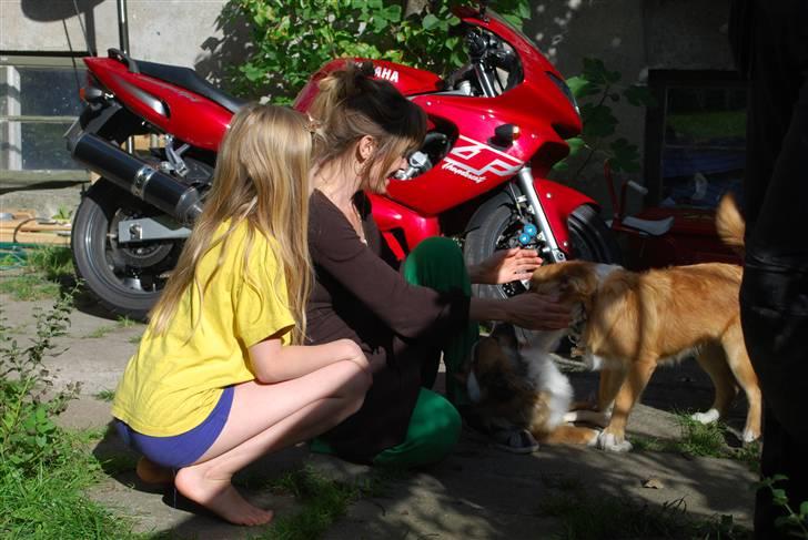 Yamaha YZF 600 R Thundercat - Noget af familien. billede 3