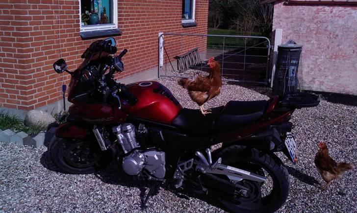 Suzuki GSF 1250K8. bandit - nu medkører...  billede 6