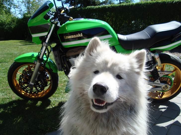 Kawasaki ZRX 1200R Hotrod Havelåge - Beskidt Hund, ren cykel. billede 2