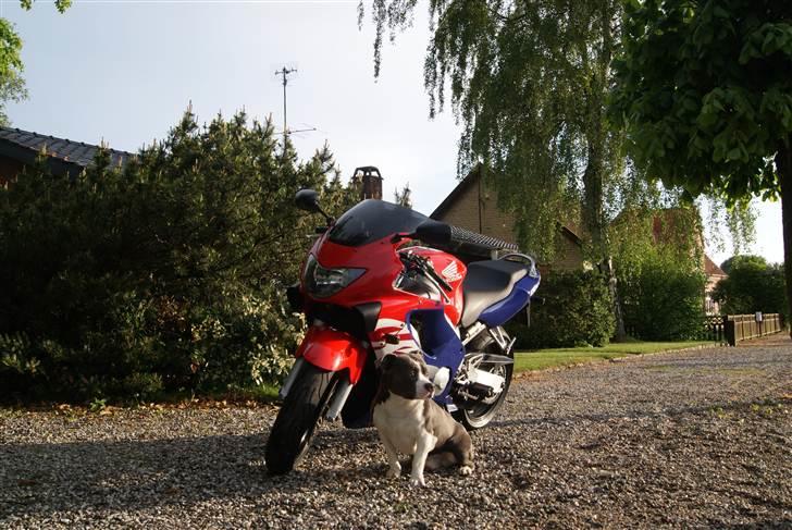 Honda cbr600 f4  billede 8