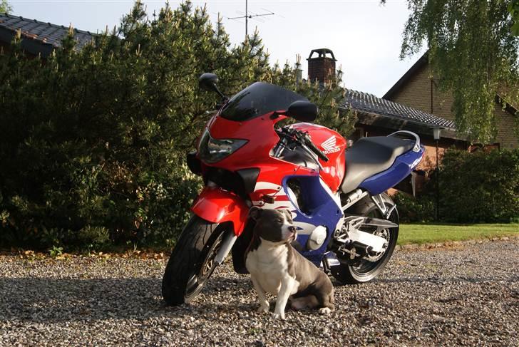 Honda cbr600 f4  billede 9