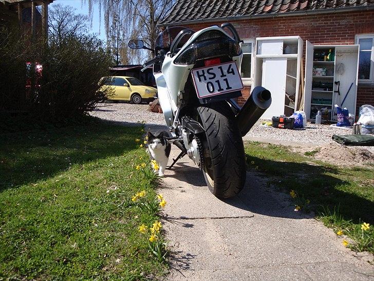 Honda VFR 800 - Katten er også rigtig glad for den ny mc, den er god at smyge sig op. :-) billede 10