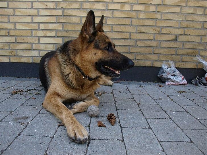 Kawasaki z750 - Vagthunden :D   45 kg "led" Schæfer  billede 13