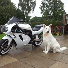 Suzuki GSX-R 750 /1100 7-eleven 