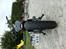 Regal Raptor Dadyw 250E Bobber