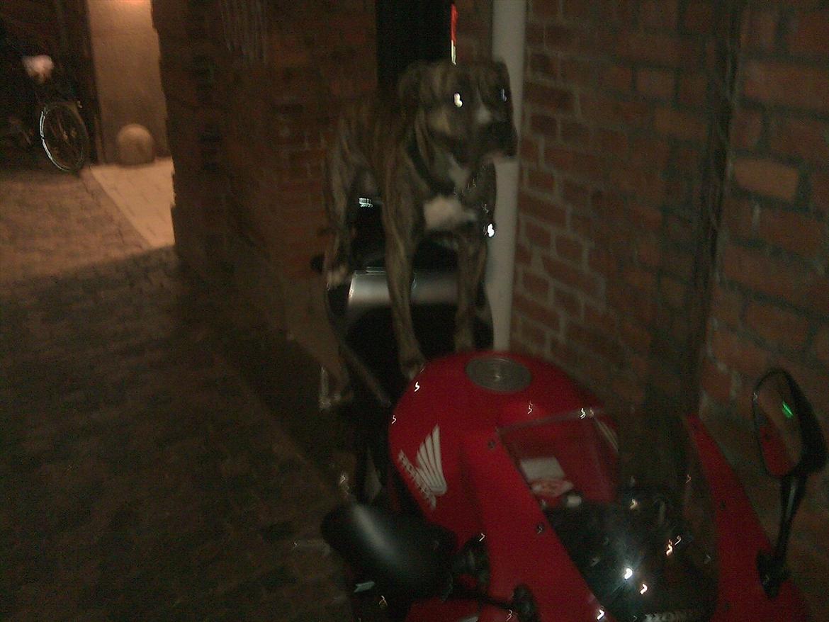 Honda cbr RR - når han gider holder han osse vagt hehe.. billede 7