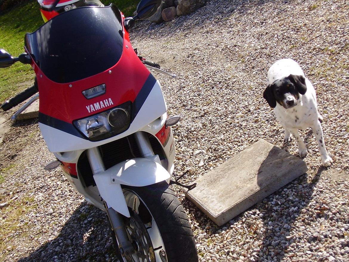 Yamaha fzr1000 billede 4