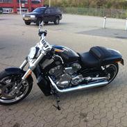 Harley Davidson H-D VRSCF V-ROD MUSCLE