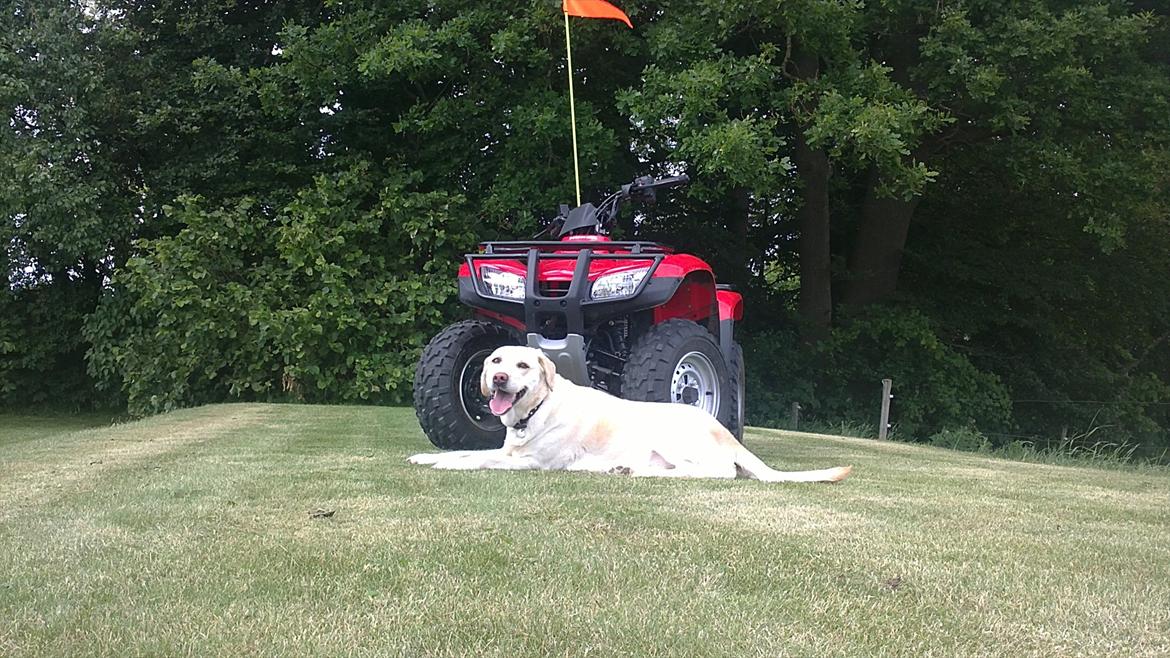 Honda TRX 250TE FourTrax billede 11