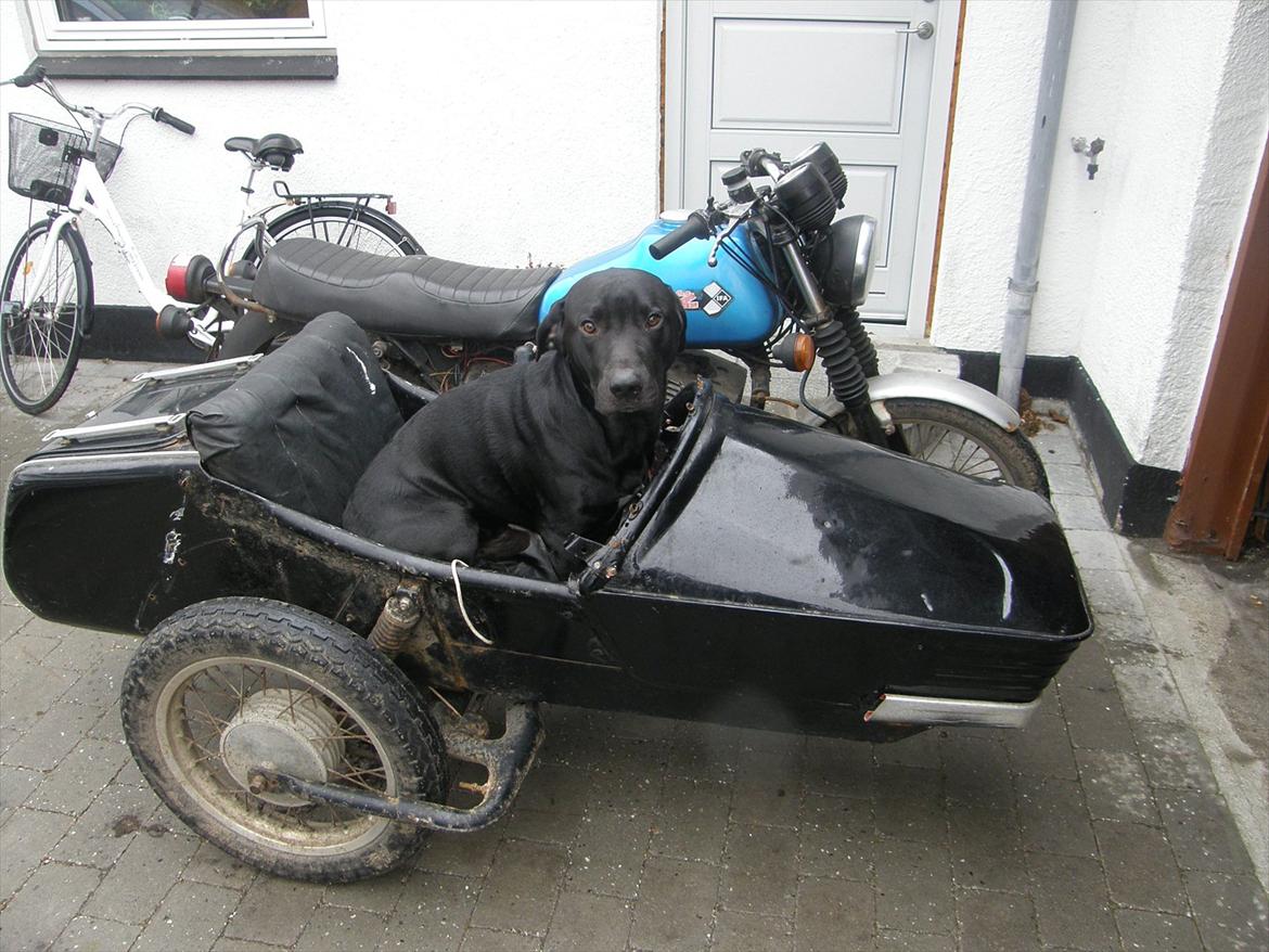 MZ etz 250 billede 1