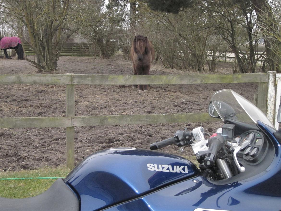 Suzuki GSX 750 F - En Hk ser på 93 Hk,
islænderen har dog kun 5 gear. billede 8