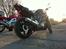 Suzuki SV1000N