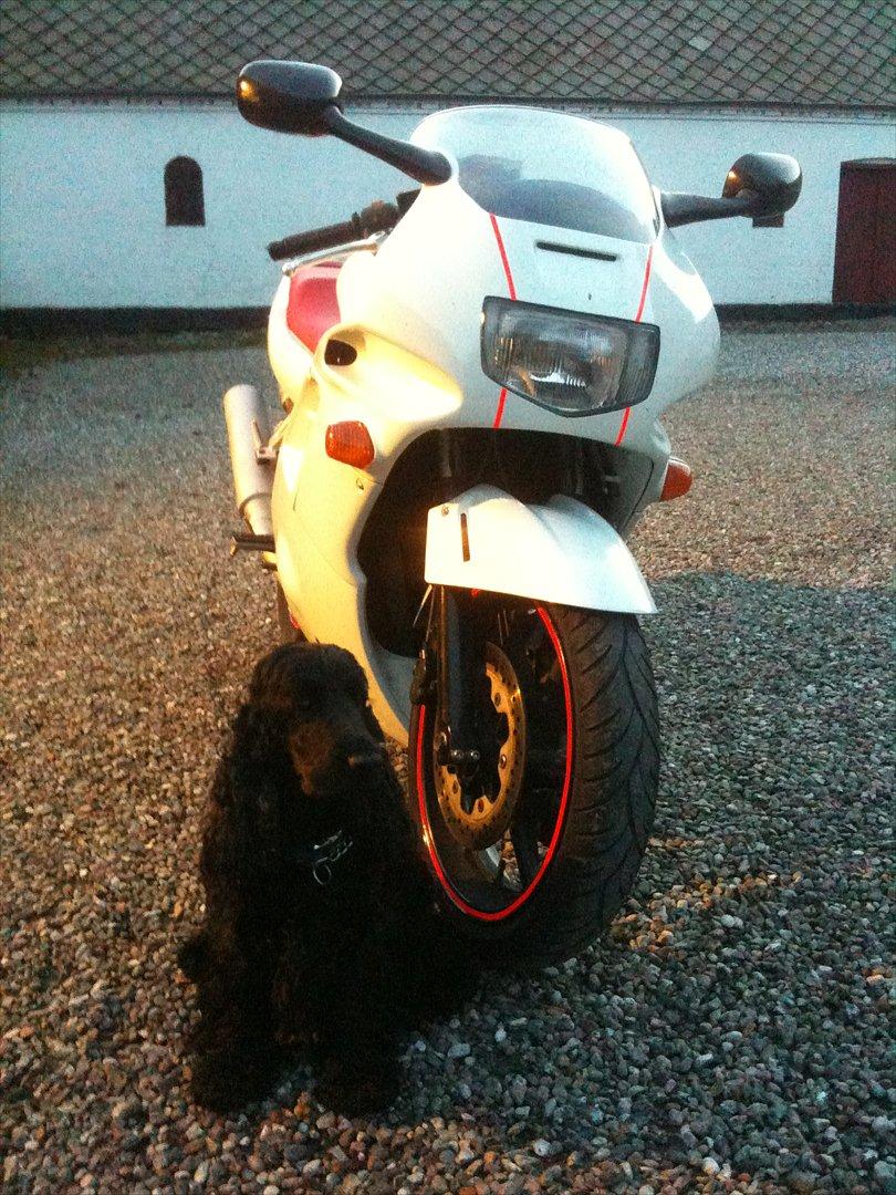 Honda CBR 600 billede 11