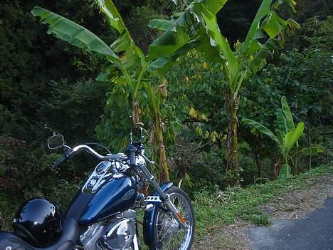 Harley Davidson FXST - Vilde bananer og en Softail billede 15