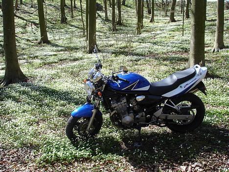 Suzuki 600 ZK4 Bandit (Snedsted) - En blomst blandt de andre :-P billede 10