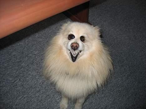 Suzuki Gsx 600 f "SOLGT" - PAS PÅ TYVE, det er denne sindsyge hund der passer på min skat ;-) billede 12