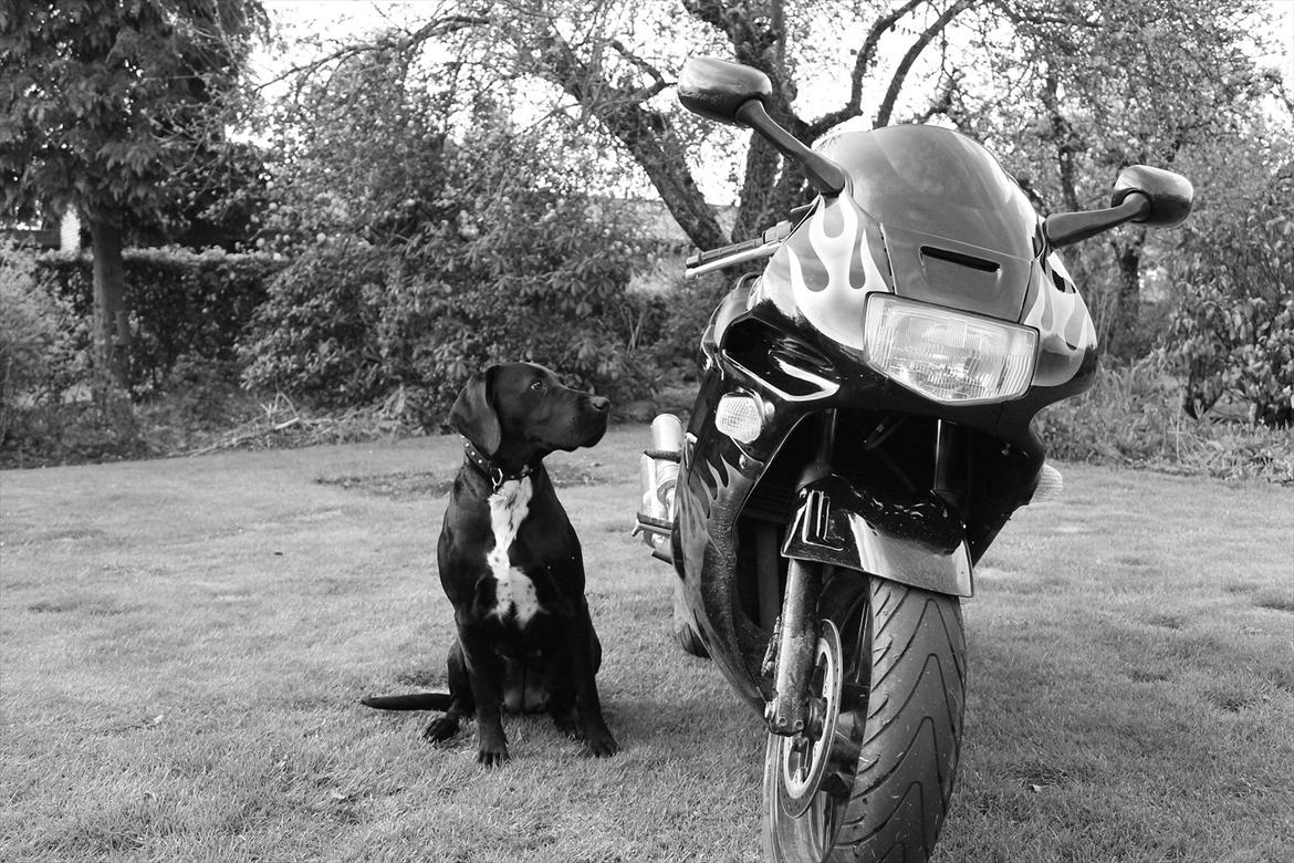 Honda cbr 600 f2 billede 10