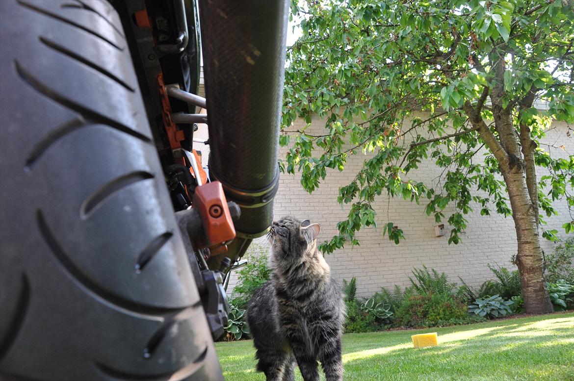 Suzuki RF 600 R billede 16