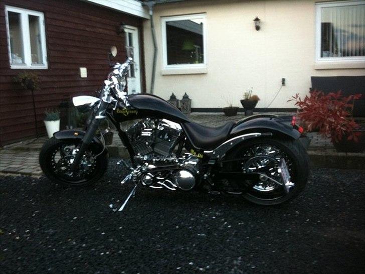 Lauge Jensen Great Dane - Hjemme i gårdspladsen den første dag billede 1