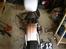 Triumph 5T pre unit