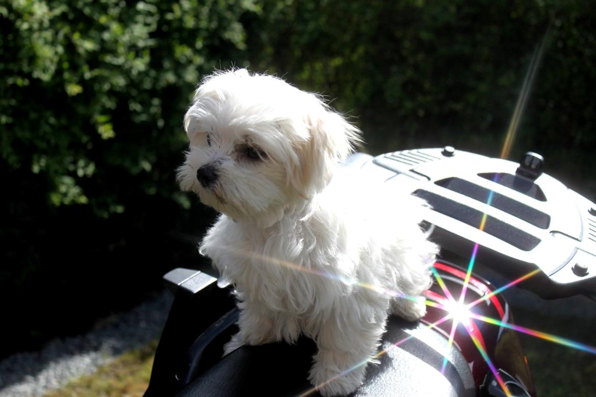 Suzuki Gsf 1200 Bandit billede 13