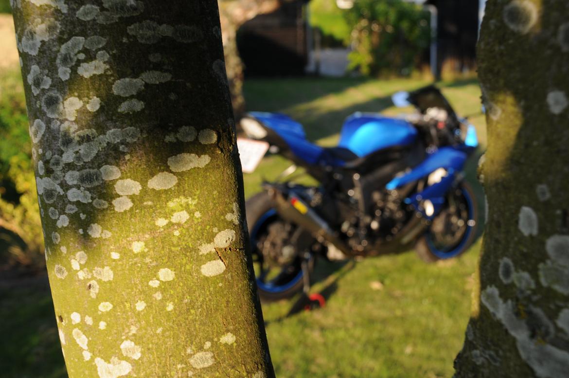 Kawasaki Ninja ZX6R billede 3