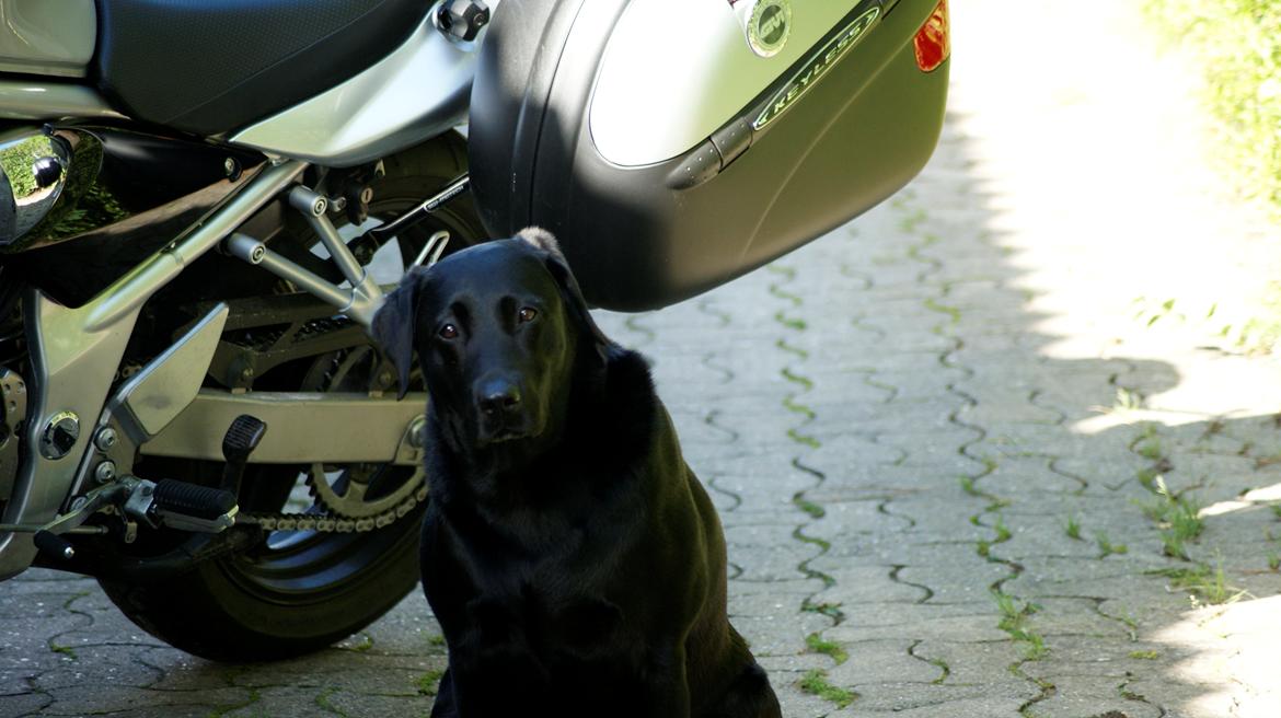 Suzuki GSF600s  Bandit billede 2