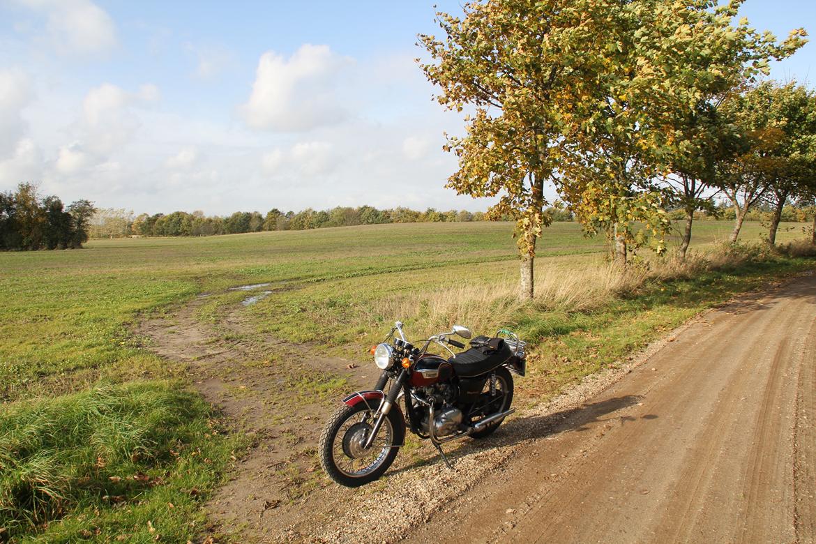 Triumph T100R Daytona 'Geden' billede 13