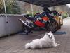 Honda CBR 954