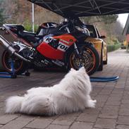Honda CBR 954