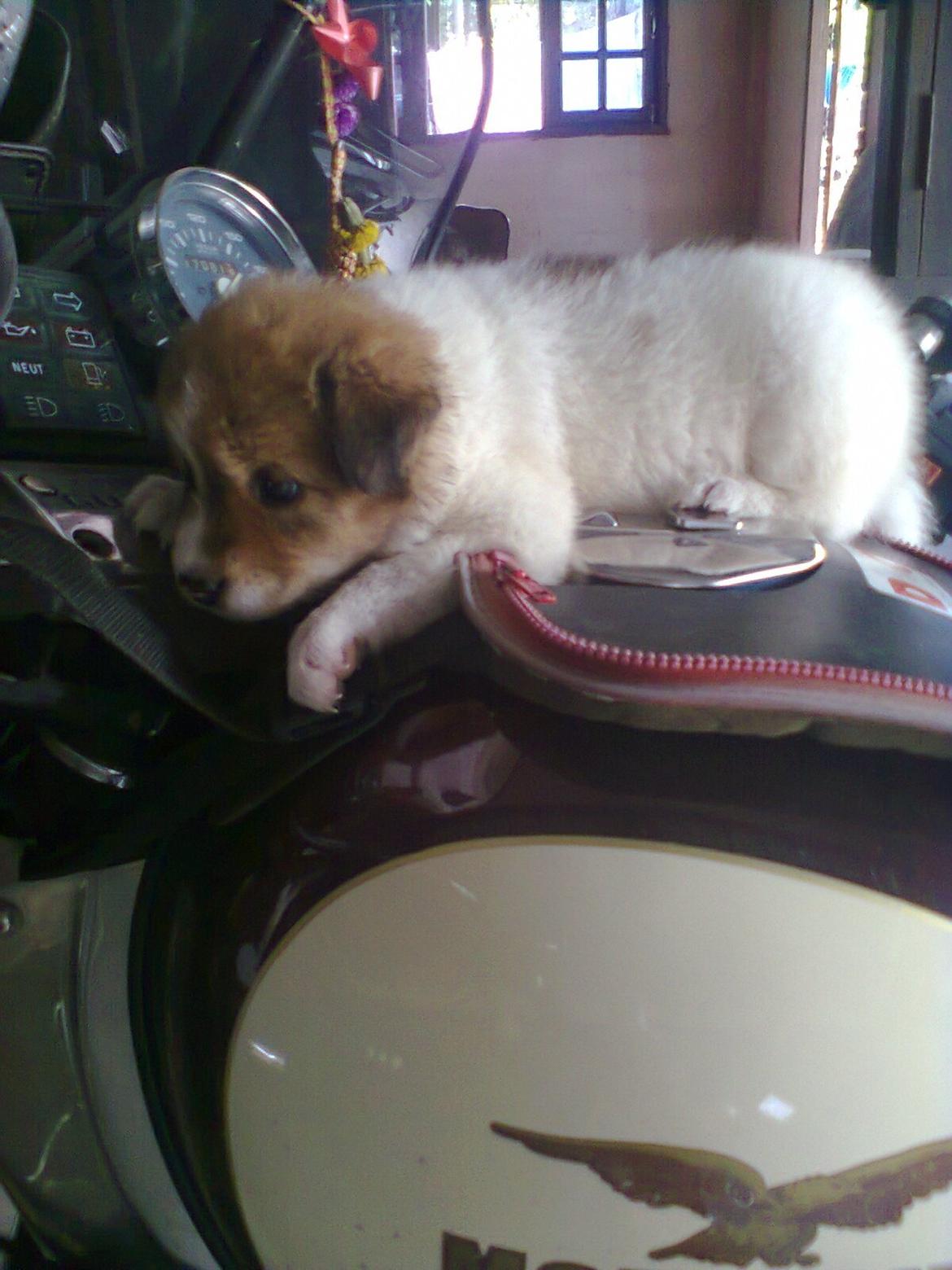 Moto Guzzi california 3 - Hunden hedder Guzzi billede 14