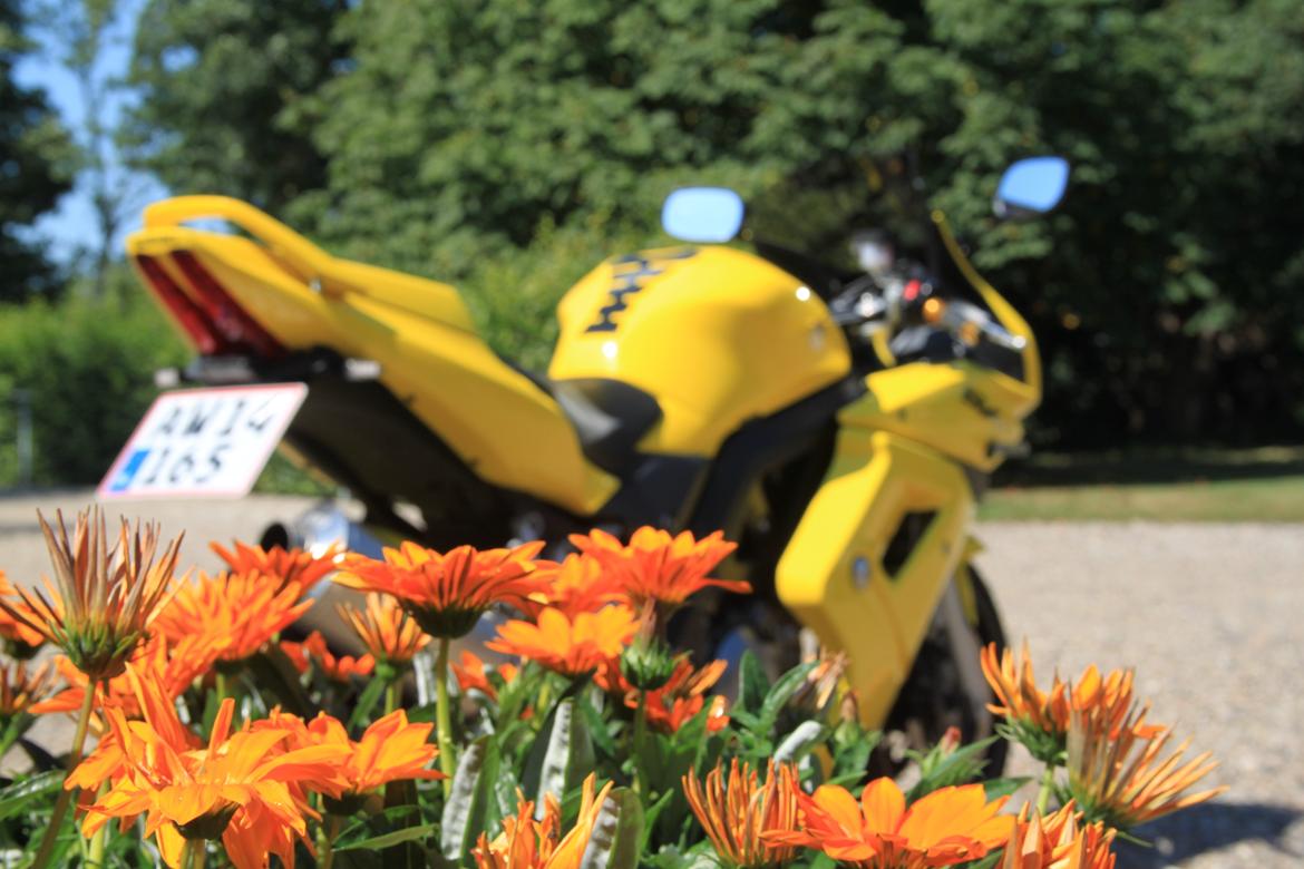 Suzuki SV 650s k5 billede 12