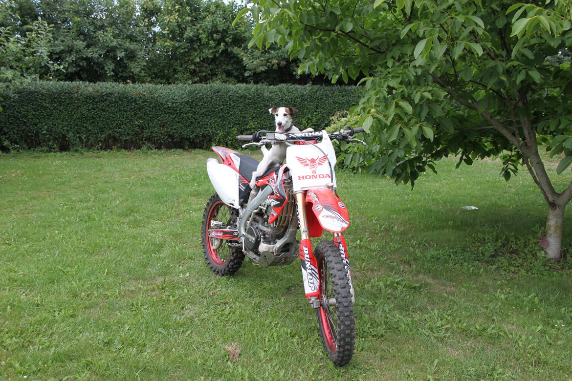 Honda CRF450R billede 6