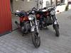 Suzuki GT 750 Vandbøffel - Vandbøfler i mindre flok