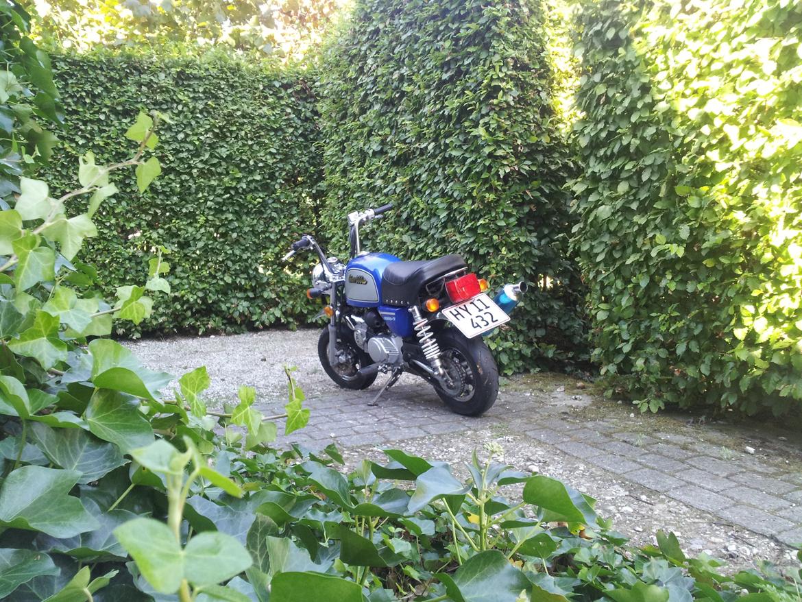 Jincheng Gorilla billede 24