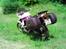 Honda XL600 V Transalp (PD06)