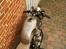 Honda CB 400 F Supersport