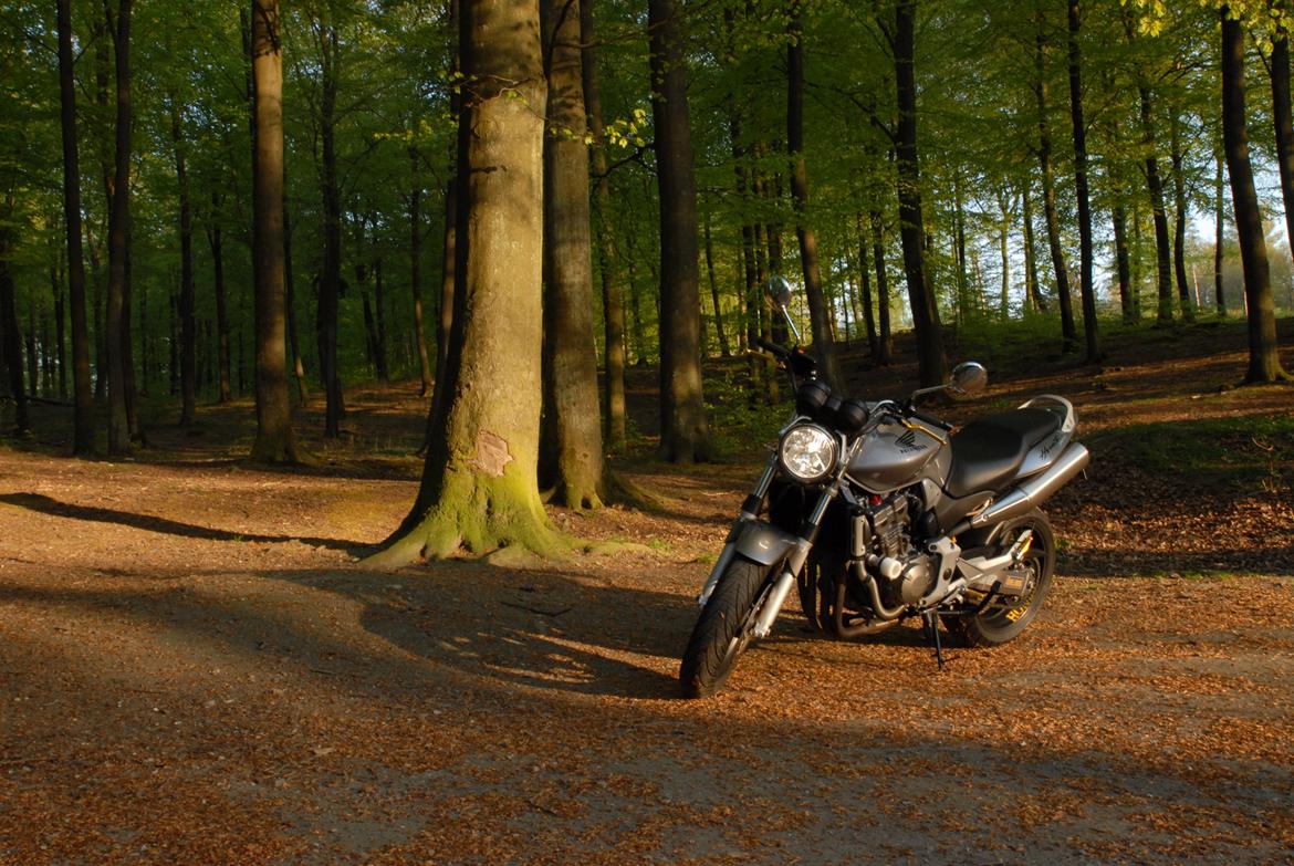 Honda CB900 hornet billede 8