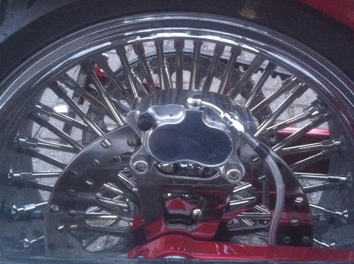 Lauge Jensen Great Dane billede 6