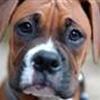 BoxerBanden