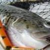 Lystfiskernes Loge