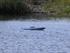 selinesøen 09-10-2011